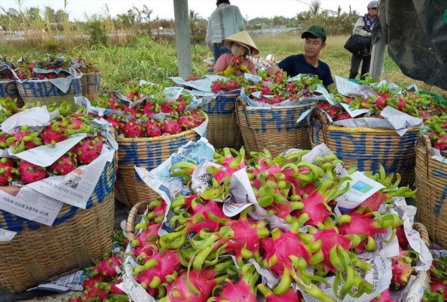 Thương lái Trung Quốc ép giá, người trồng thanh long lao đao