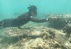 Coral saviours battle to turn the tide