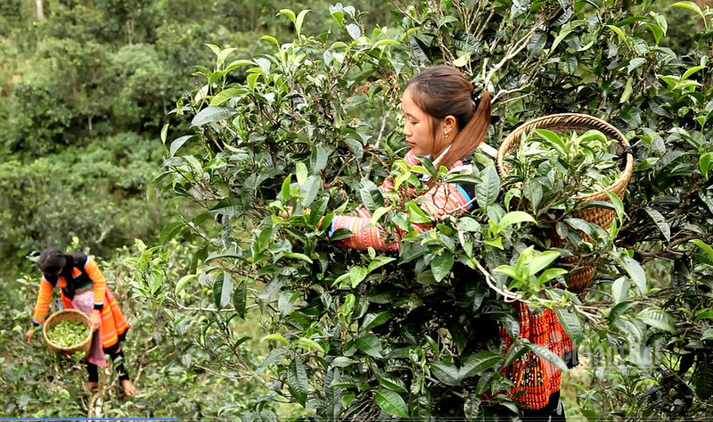 Kho báu cổ của người Mông ẩn hiện trong 'Thiên đường mây'