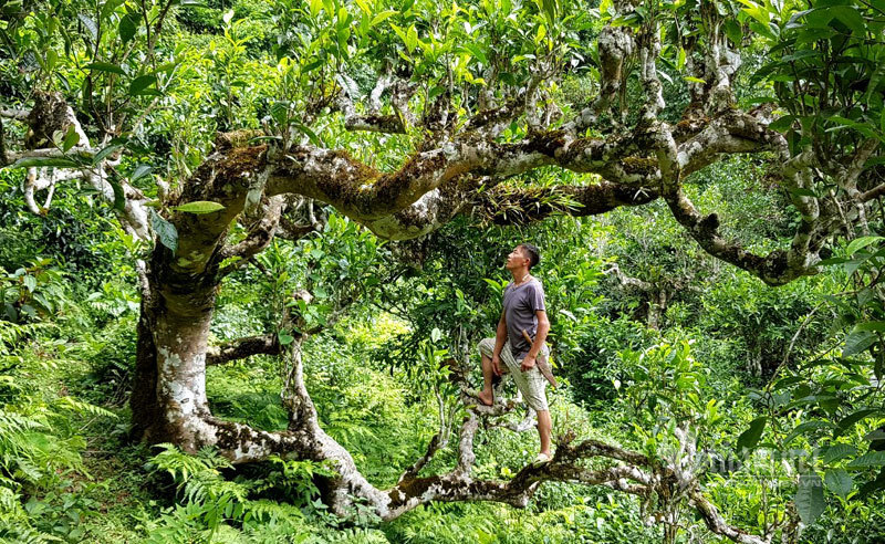 Hmong’s treasure lies in the forests