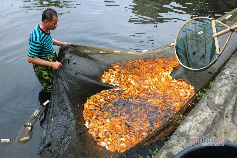 Cúng ông Công, ông Táo: Cá chép đỏ đắt gấp đôi, vét ao thu trăm triệu