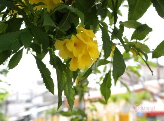 Gần Tết bị chồng đòi nhẫn cưới, cô gái nói một câu đảo ngược vị thế trong phút chốc