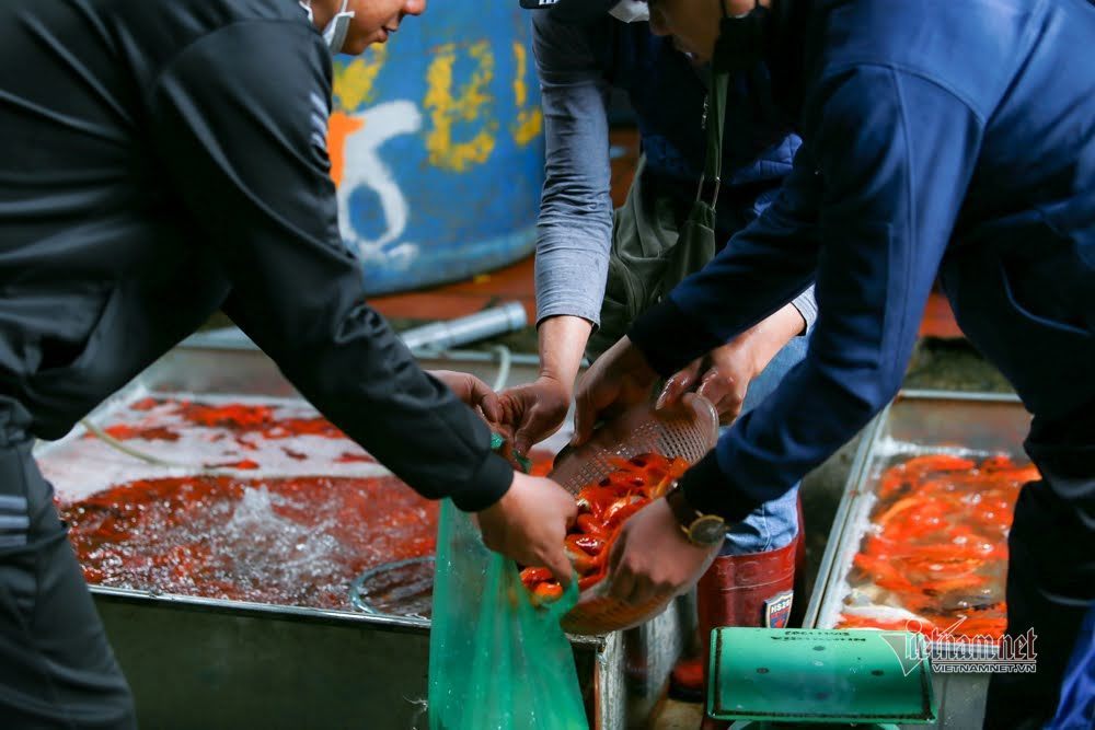 Tiểu thương 18 năm buôn loài cá đỏ rực, kể chuyện 1 ngày chốt hàng kỷ lục