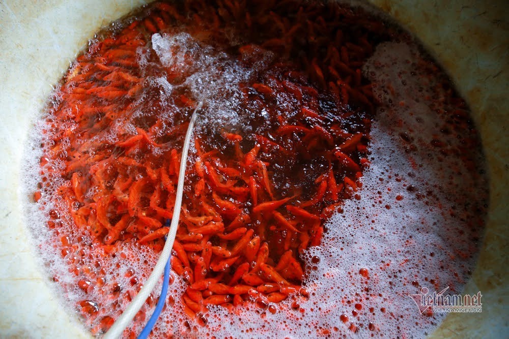 Tiểu thương 18 năm buôn loài cá đỏ rực, kể chuyện 1 ngày chốt hàng kỷ lục