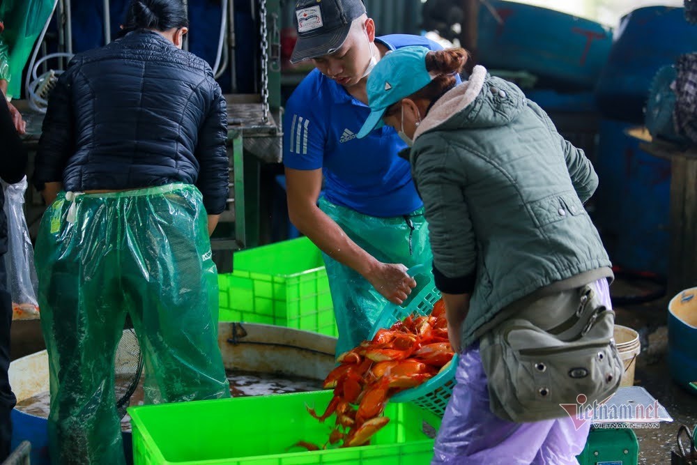 Tiểu thương 18 năm buôn loài cá đỏ rực, kể chuyện 1 ngày chốt hàng kỷ lục