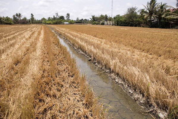 Water shortages, climate change linked to saline intrusion in Mekong Delta