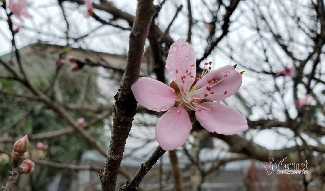 Đông đảo người dân chiêm ngưỡng cây đào thế “bàn tay Phật” giá trên trăm triệu
