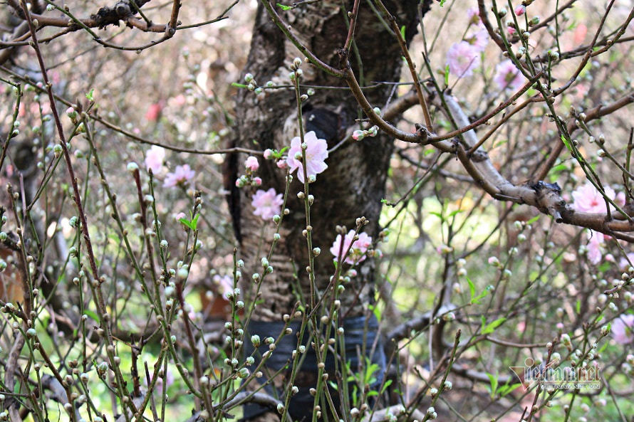 20 năm mang đào cổ 'độc nhất vô nhị' vào Sài Gòn chiều lòng khách chơi Tết