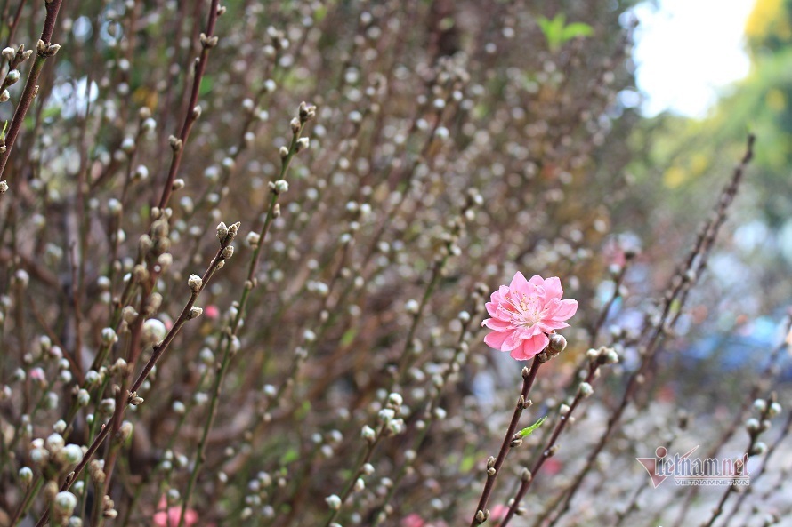 Lunar New Year southbound travels of ancient peach trees