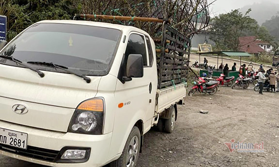 Dàn xe chở đào ở Lào nhộn nhịp, lén lút nhập cảnh vào Nghệ An