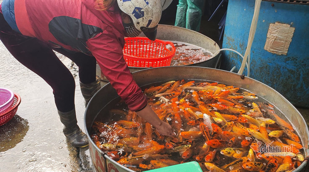 Độc nhất Việt Nam, sắm cá Koi lai về cúng ông Công ông Táo