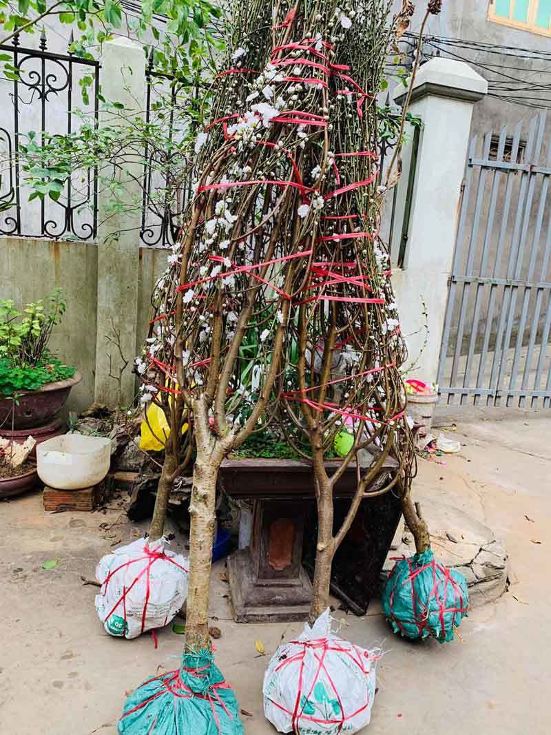 Đào Tết bông trắng như tuyết, dân tranh nhau mua, nhà vườn 'cháy hàng'