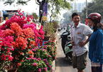 Thương hồ miền Tây chở hoa xuân lên Sài Gòn tìm Tết