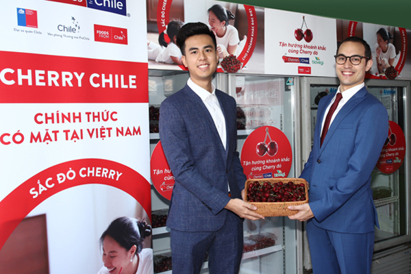 Cherry Chile lần đầu được nhập khẩu vào Việt Nam