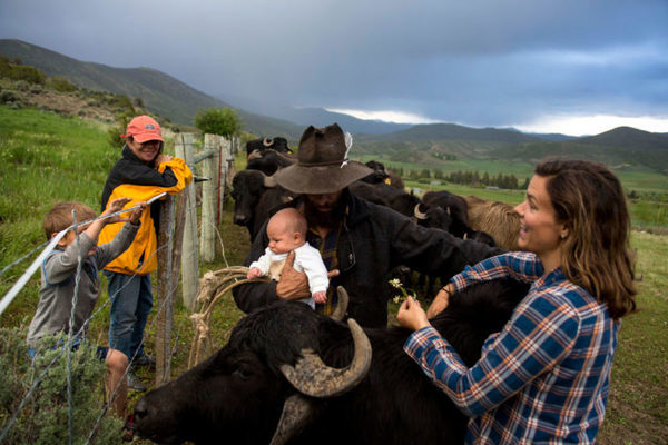 Hành trình đưa con trâu vào đất Mỹ của anh nông dân Venezuela