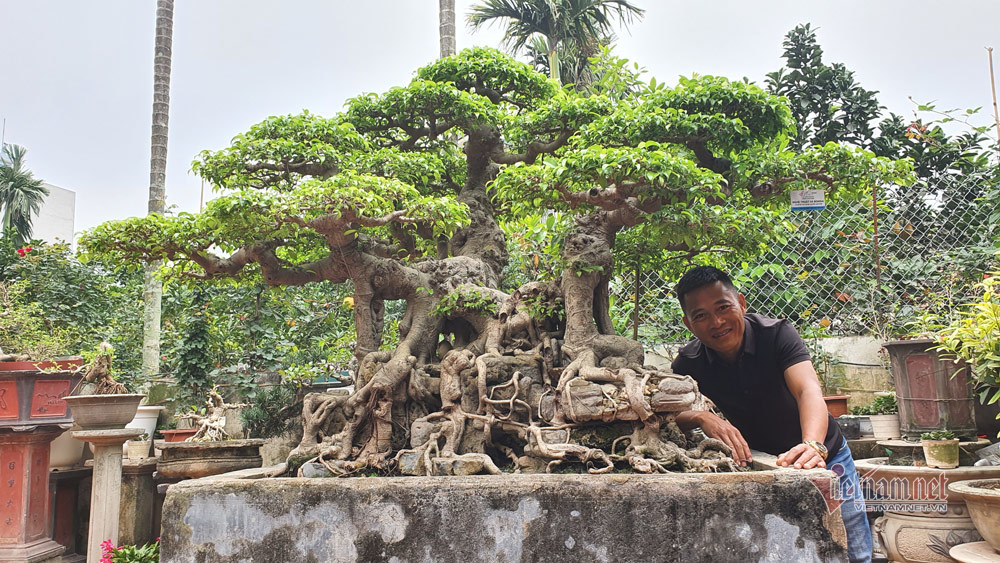 Le bonsaï Ficus