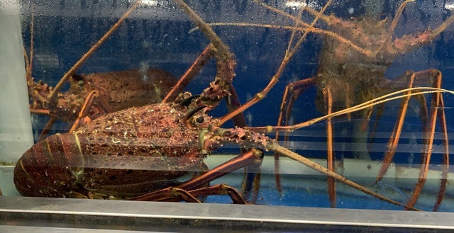 Ngán cua hoàng đế, giới nhà giàu 'săn' tôm hùm Tây Úc về ăn tất niên