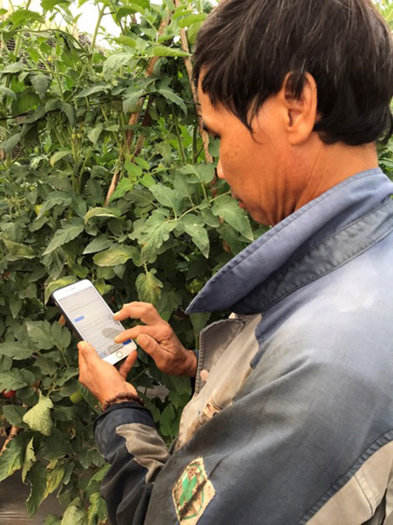 Trồng cà chua bằng smartphone, ngồi trên đỉnh núi bán rau sang Mỹ