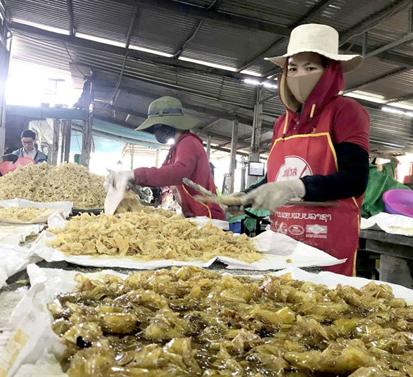 My Chanh ginger jam makes Tet warm