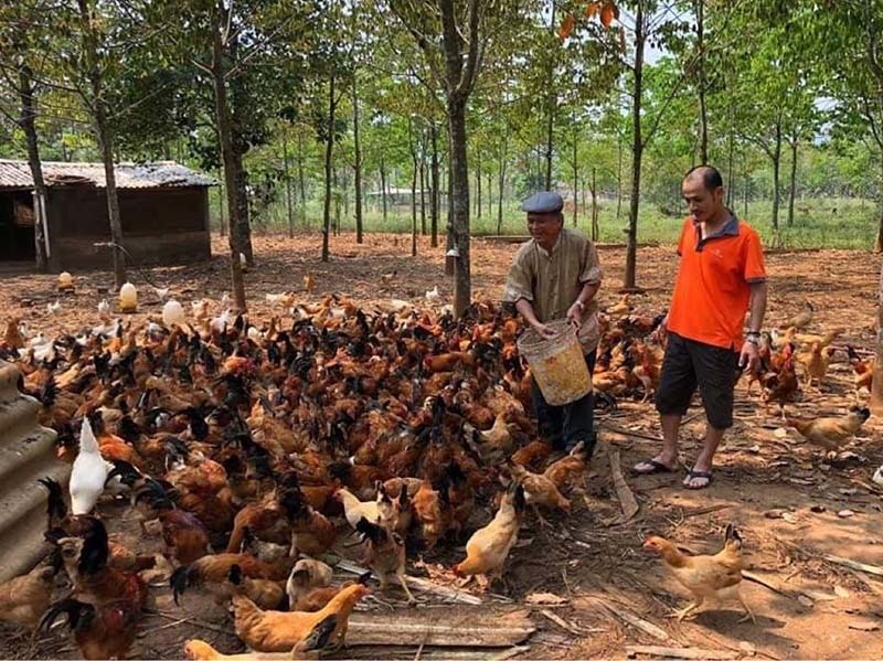 Ngày ăn mối, tối leo cây: Đặc phẩm tiến Vua trăm năm tuổi vùng ‘Đất lửa’