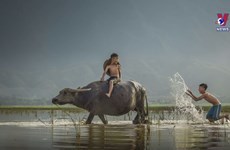 Buffalo in Vietnamese culture