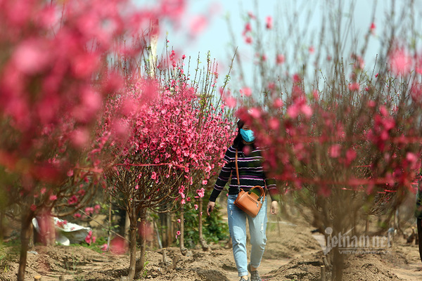 Đào Nhật Tân đỏ thắm ngày 30 Tết, chủ vườn phát cành chờ vụ mới
