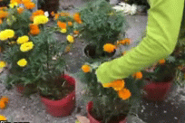 Tiểu thương rướm nước mắt bán tháo, cắt bỏ hoa ế ngày 30 Tết