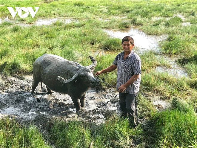 'Vua trâu' miền Tây: Từ nghèo khó, chỉ có 1 con trâu đến cả gia tài đồ sộ