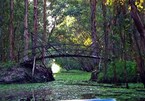 Tra Su cajeput forest - 'The Green Lung' in Mekong Delta