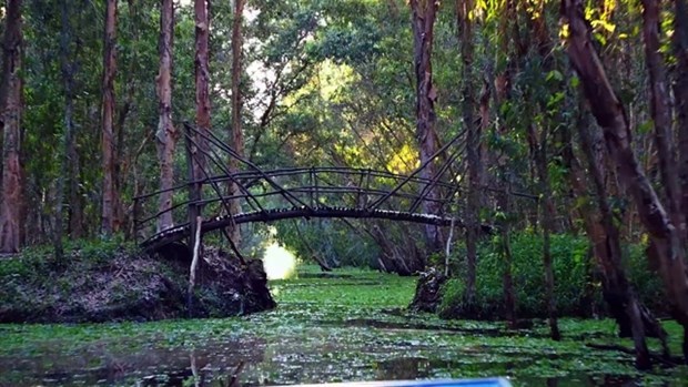 Tra Su cajeput forest - 'The Green Lung' in Mekong Delta