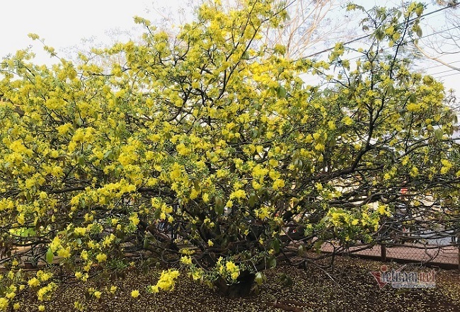 Khách nườm nượp đổ về chiêm ngưỡng cây mai cao 5 mét ở Đồng Nai