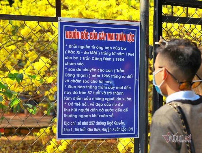 Khách nườm nượp đổ về chiêm ngưỡng cây mai cao 5 mét ở Đồng Nai