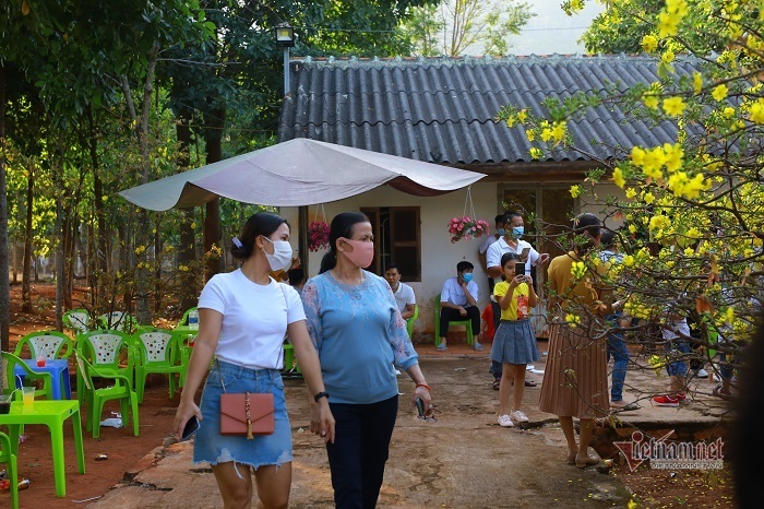 Khách nườm nượp đổ về chiêm ngưỡng cây mai cao 5 mét ở Đồng Nai