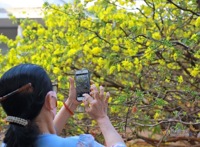 Khách nườm nượp đổ về chiêm ngưỡng cây mai cao 5 mét ở Đồng Nai