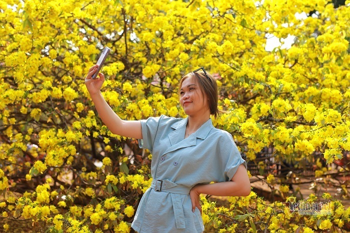 Khách nườm nượp đổ về chiêm ngưỡng cây mai cao 5 mét ở Đồng Nai