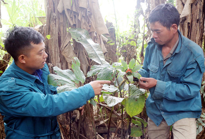 Khu vườn thuốc quý hiếm 'bí ẩn' trên núi, thương lái Trung Quốc đổ tiền săn lùng