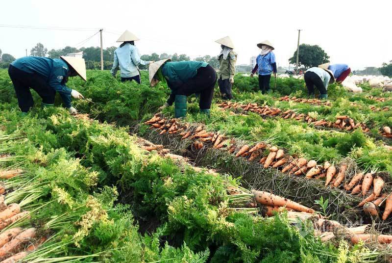 Ế tàn trong tâm dịch, giải cứu gấp 100 ngàn tấn sản vật Hải Dương