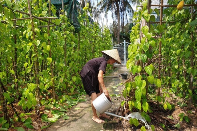 Nghệ An Hướng đi mới cho lá trầu không  Du lịch  Báo ảnh Dân tộc và Miền  núi