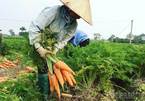 100,000 tons of farm produce stuck in Hai Duong Covid-19 hotspot