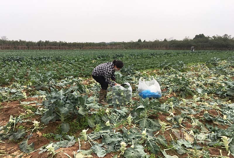 Thiết lập “vùng xanh” cho nông sản, tránh đứt gãy chuỗi cung ứng