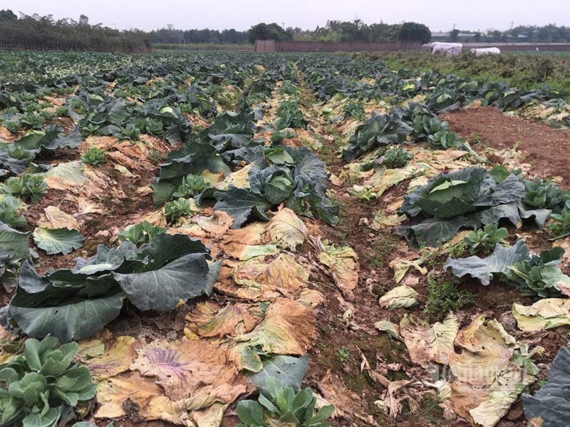 Farmers’ pain: tons of vegetables rot in fields