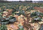 Farmers’ pain: tons of vegetables rot in fields
