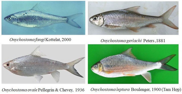 Tổng hợp hình ảnh cá Chọi đẹp nhất | Betta, Câu cá, Cá betta