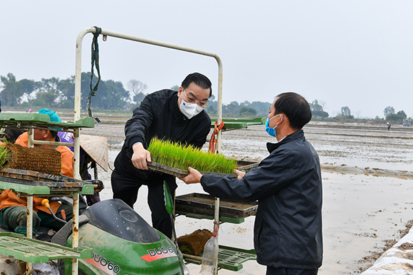 Bí thư, Chủ tịch Hà Nội xuống đồng đi cấy cùng nông dân