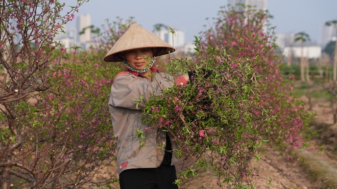 Đốt bỏ hàng nghìn gốc đào không kịp tiêu thụ dịp Tết