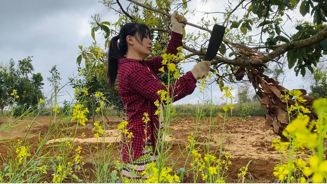 Nàng Mây bỏ sang giàu, về phố núi tậu vườn cây trái sum suê