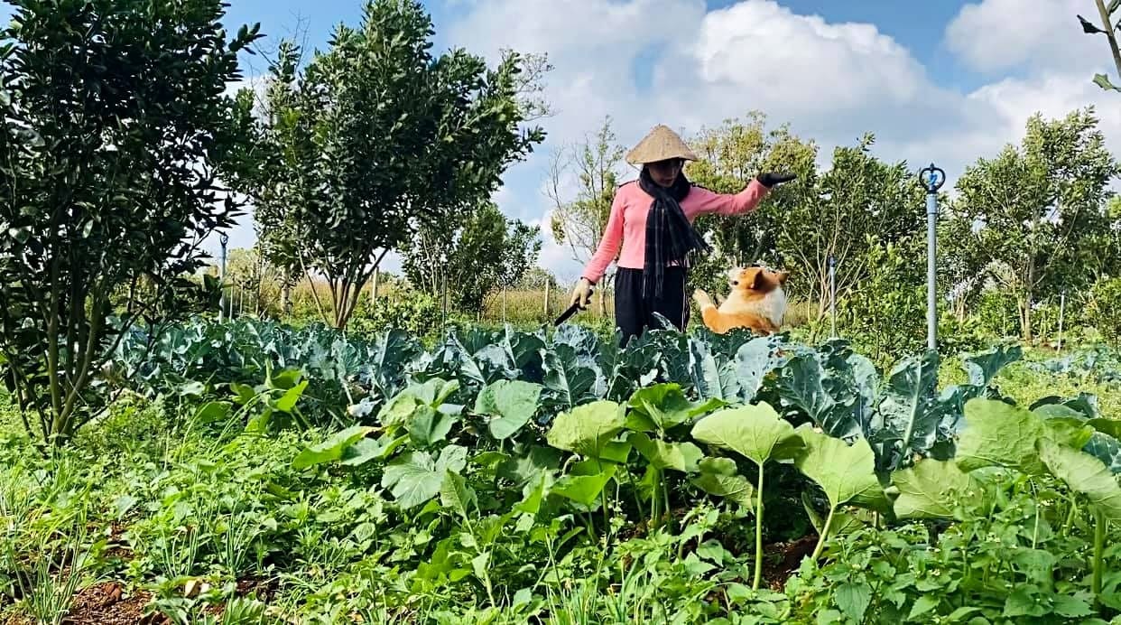 Nàng Mây bỏ sang giàu, về phố núi tậu vườn cây trái sum suê