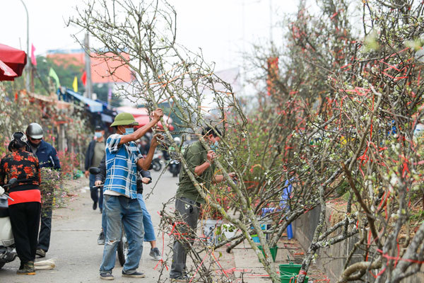 Stunning wild pear flowers in Hanoi streets