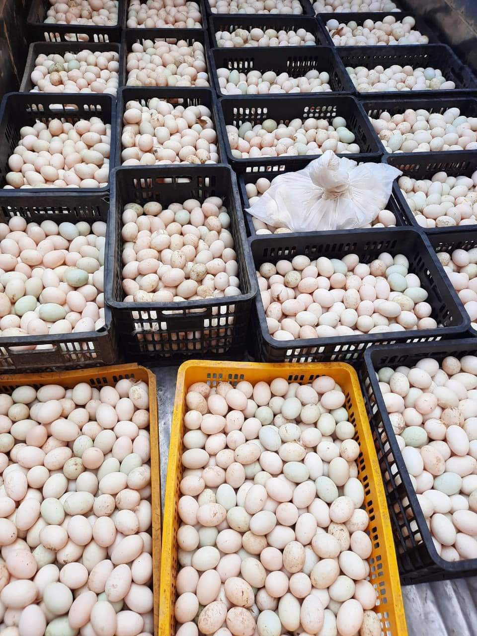  15 nghìn quả trứng đã được đưa lên điểm tiêu thụ của anh Tâm ngày 22/2.