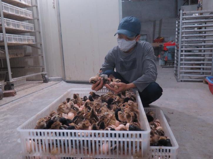 Hai Duong hotspot: unsold chickens are being used to feed fish